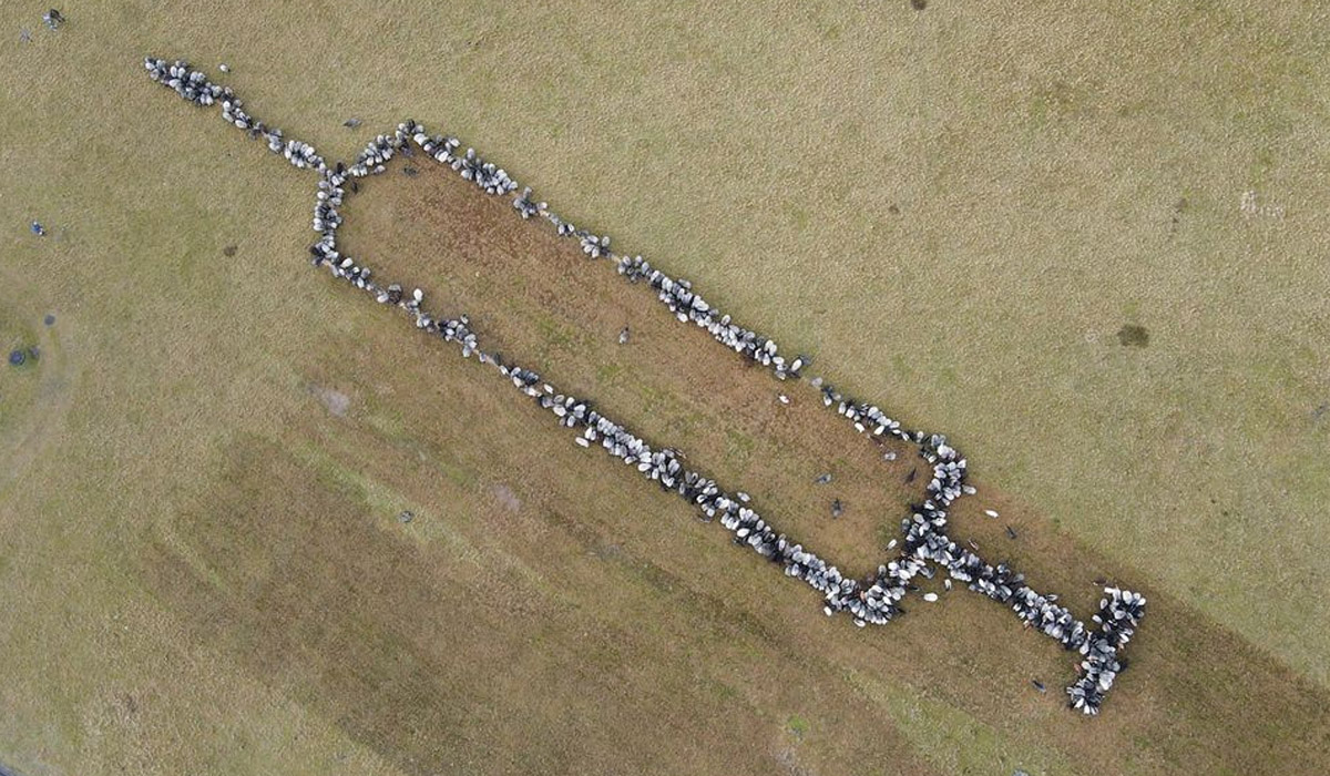 Flock forms syringe shape